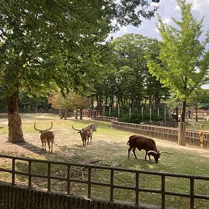 Watusi and elephant forest