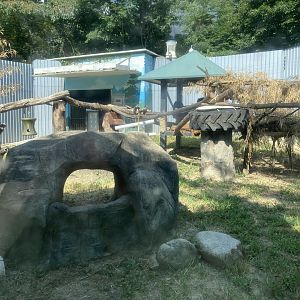 Sun bear exhibit