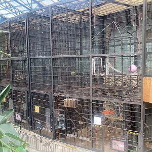 Gibbon cages