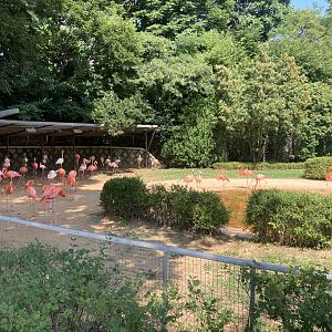 Flamingo lagoon (four species)