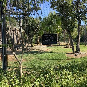 Cinereous vulture aviary (pano)