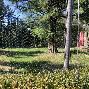 White tailed eagle aviary (pano)