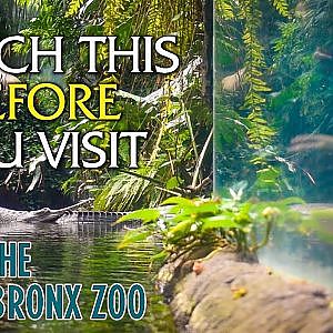 Watch This Before You Visit the Bronx Zoo