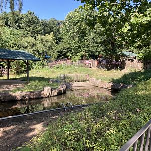 Common hippo grassy paddock area
