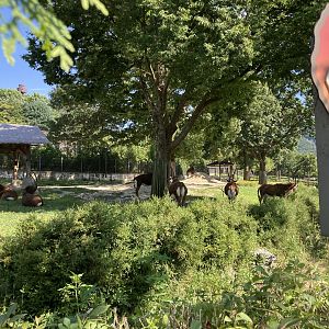 Sable antelope paddock