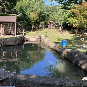 Part of one of the Pygmy hippo areas