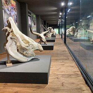 Large Herbivore Pavilion skulls