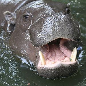 Pygmy Hippo