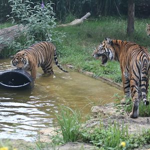 Sumatran Tigress with her nearly grown-up cubs
