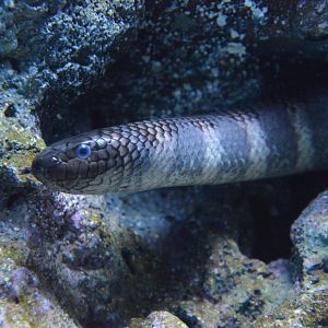 Black-banded sea krait (Laticauda semifasciata)