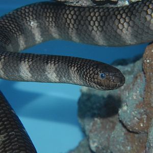 Black-banded sea krait (Laticauda semifasciata)