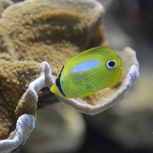 Juvenile blueblotch butterflyfish (Chaetodon plebeius)