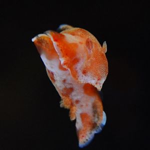 Spanish dancer (Hexabranchus sanguineus)