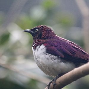 Violet-backed Starling in the Blackburb Pavilion