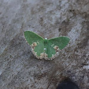 Blotched Emerald (Comibaena bajularia)