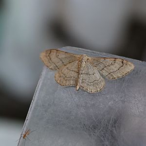 Riband Wave (Idaea aversata)