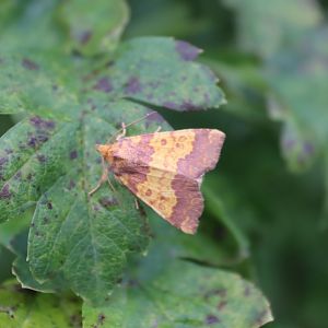 Barred Sallow (Tiliacea aurago)