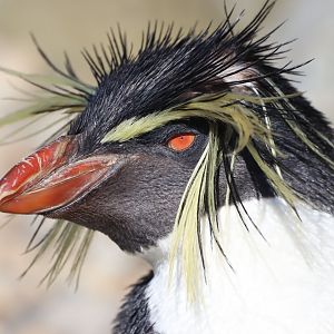 Northern Rockhopper Penguin (Eudyptes moseleyi)
