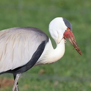 Wattled Crane (Bugeranus carunculatus)