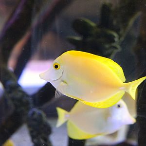 Mangroves - Yellow Tang