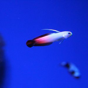 Coral Reef - Fire Dartfish