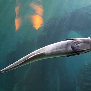 Coral Reef - Live Sharksucker