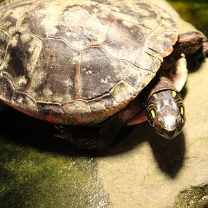 Turtle Pond - Eastern Painted Turtle