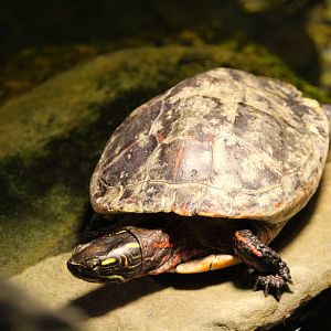 Turtle Pond - Eastern Painted Turtle