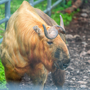 Sichuan Takin