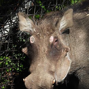 Common Warthog- August 2023
