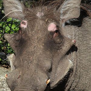 Common Warthog- 7th August 2023