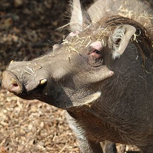 Common Warthog- 7th August 2023