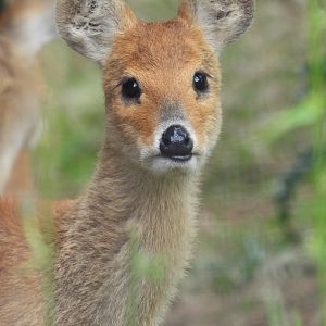 Chinese Water Deer- 7th August 2023