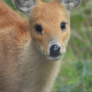 Chinese Water Deer- 7th August 2023