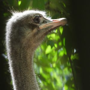 Common Ostrich- 7th August 2023
