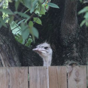 Common Ostrich looking at the Zebra over the fence- 7th August 2023