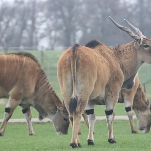 Common Eland