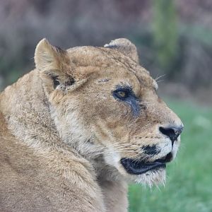 Lioness