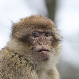 Barbary Macaque