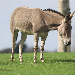 Somali Wild Ass