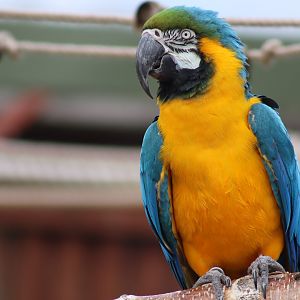 Blue-and-Yellow Macaw