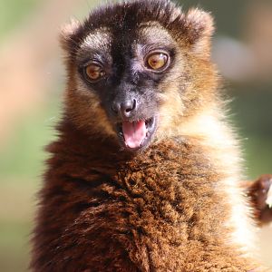 Hybrid Lemur?