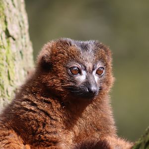 Red-bellied Lemur