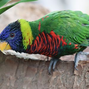 Rainbow Lorikeet