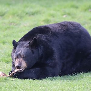 American Black Bear