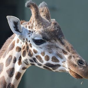 Rothschild's Giraffe