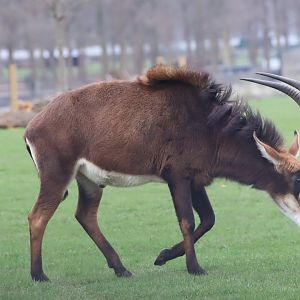 Southern Sable Antelope