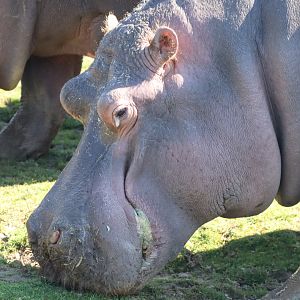 Common Hippopotamus