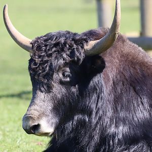 Yak