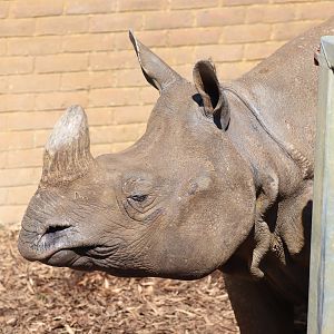 Indian Rhinoceros